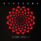 Blown Rose